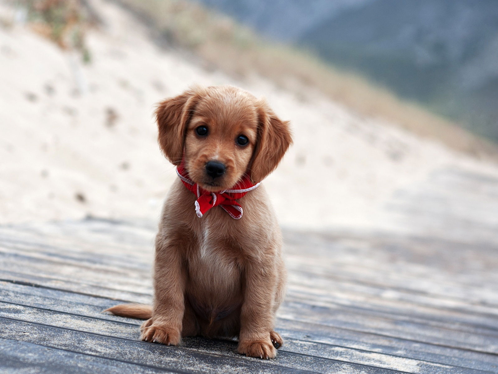 puppy_with_bow